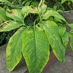 Sauromatum venosum Leaf