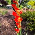 Gladiolus dalenii ফুল