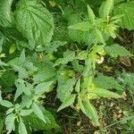 Physalis longifolia Leaf