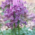 Corydalis solida फूल