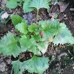 Chenopodium capitatum Leaf