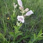 Penstemon cobaea Flower