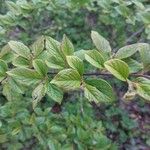 Cotoneaster obscurus Hoja