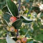 Cotoneaster induratus Fruit