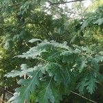 Quercus pubescens 葉