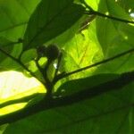 Guarea pubescens Fruit