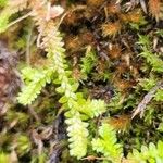 Selaginella helvetica ഇല