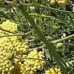 Scabiosa ochroleuca 葉