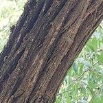 Lonicera maackii Écorce