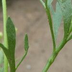 Ranunculus arvensis Blatt