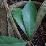 Rothmannia whitfieldii Leaf