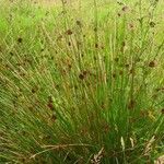 Juncus conglomeratus Folha