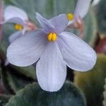 Streptocarpus ionanthusBloem