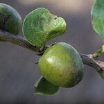 Diospyros kirkii Frukto
