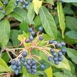 Viburnum rigidum Fruit