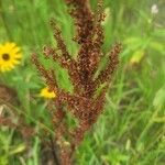 Rumex aquaticus Žiedas