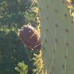 Opuntia engelmannii Fruit