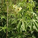 Hibiscus cannabinus Fuelha