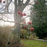 Crataegus crus-galli Frukto