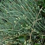 Ephedra distachya Other