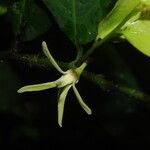 Greenwayodendron suaveolens Flor