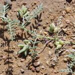 Astragalus vogelii Liść