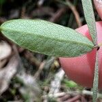 Hardenbergia comptoniana Liść