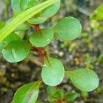 Lythrum portula Leaf