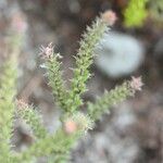 Erica galioides Blüte