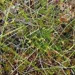 Carex pauciflora Habitus