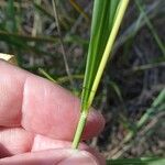 Bothriochloa bladhii 树皮