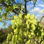 Haematoxylum campechianum Blatt