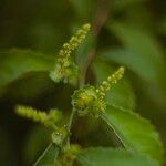 Acalypha siamensis Fruit