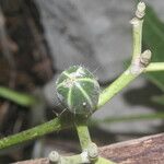 Cnidoscolus megacanthus Fruto