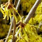 Hamamelis mollis Blüte