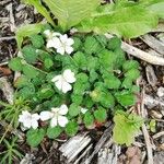 Erodium corsicum 花