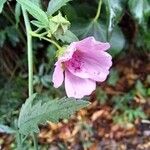 Althaea cannabinaŽiedas