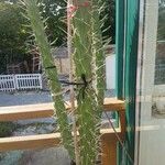 Austrocylindropuntia cylindrica Blad