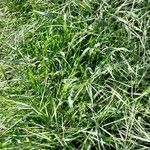 Bromus sterilis عادت داشتن