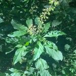 Ocimum carnosum Blatt