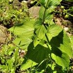 Scrophularia alpestris Leaf