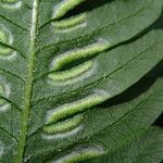 Pteris pteridioides Folio