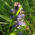 Ajuga reptans Flor