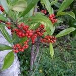 Ilex decidua Fruto