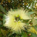 Syzygium jambosFlower