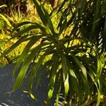 Dracaena angustifolia পাতা