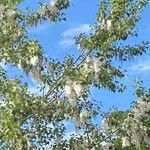 Populus nigra Blad