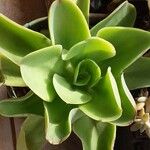 Aeonium nobile 葉