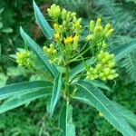 Senecio cacaliaster Flor