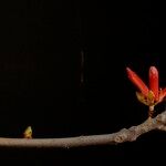 Rhododendron malayanum Beste bat